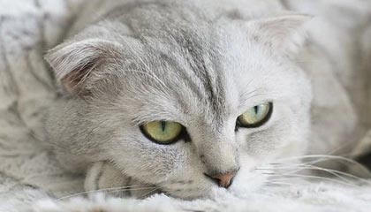 【早报】库鸟这么猛谁顶得住！就巴萨没他的说明书？